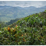 Unknown Treasures Espresso Blend 225g Free Cannister with Subscription Trial
