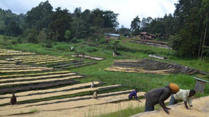 Single Origin No. 1 Kenyan Ichamama 225g Free Cannister with Subscription Trial