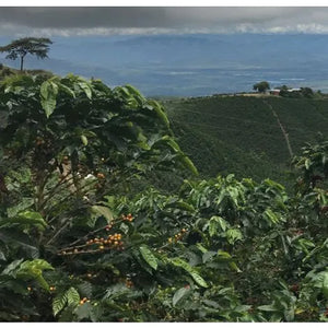 Unknown Treasures Espresso Blend 225g Free Cannister with Subscription Trial
