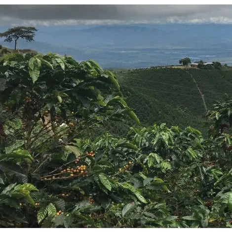 Unknown Treasures Espresso Blend 225g Free Cannister with Subscription Trial