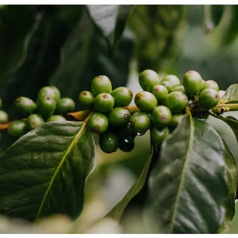 Unknown Treasures Espresso Blend 225g Free Cannister with Subscription Trial