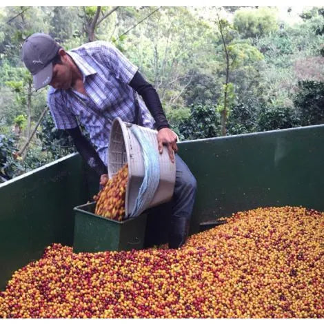 Single Origin No. 3 Costa Rica Natural 225g Free Cannister with Subscription Trial