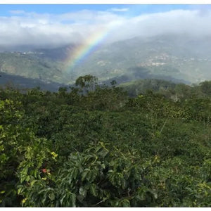 Single Origin No. 3 Costa Rica Natural 225g Free Cannister with Subscription Trial
