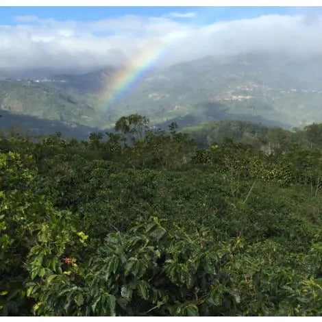 Single Origin No. 3 Costa Rica Natural 225g Free Cannister with Subscription Trial