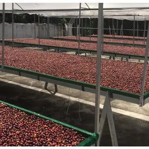 Single Origin No. 3 Costa Rica Natural 225g Free Cannister with Subscription Trial