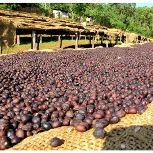 Single Origin No. 2 Ethiopian Yirgacheffe Free Cannister with Subscription Trial