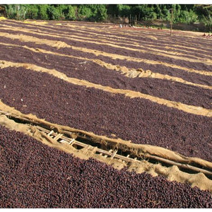 Single Origin No. 2 Ethiopian Yirgacheffe Free Cannister with Subscription Trial
