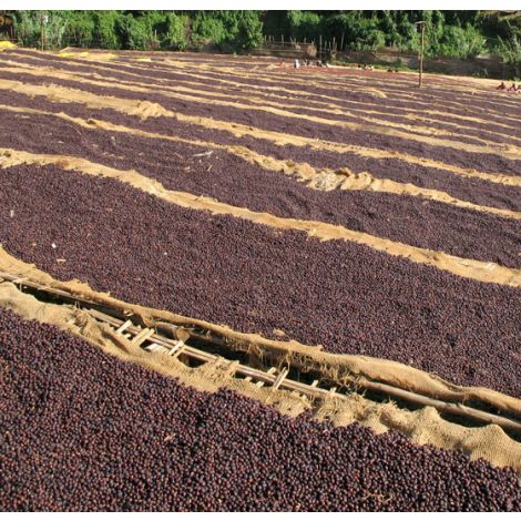 Single Origin No. 2 Ethiopian Yirgacheffe Free Cannister with Subscription Trial